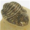 Image 2 : 273gm Preserved Tribolite Fossil On Base Material (MIN-002039)