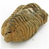 Image 2 : 128gm Tribolite Fossil (MIN-002016)
