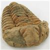 Image 1 : 104gm Tribolite Fossil (MIN-002010)