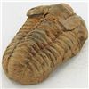 Image 2 : 104gm Tribolite Fossil (MIN-002010)