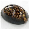 Image 1 : Scarce Collectible Cypraea Mauritiana Shell (SHL-000085)