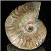 Image 2 : 145ct Opalized Ammonite (MIN-002133)