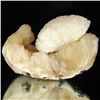 Image 1 : 264gm Stilbite & Scolecite Crystal Cluster (MIN-001825)