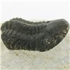 Image 2 : 324gm Preserved Tribolite Fossil On Base Material (MIN-002040)