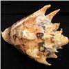 Image 1 : Scarce Collectible Voluta Imperialis Shell (SHL-000025)