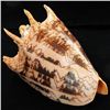Image 2 : Scarce Collectible Voluta Imperialis Shell (SHL-000025)