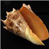 Image 3 : Scarce Collectible Voluta Imperialis Shell (SHL-000025)