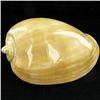Image 1 : Scarce Collectible Polished Voluta Aethiopicus Shell (SHL-000009)