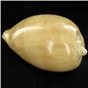 Image 2 : Scarce Collectible Polished Voluta Aethiopicus Shell (SHL-000009)