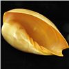Image 3 : Scarce Collectible Polished Voluta Aethiopicus Shell (SHL-000009)