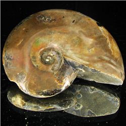 275ct Opalized Ammonite (MIN-002099)