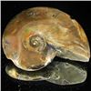Image 1 : 275ct Opalized Ammonite (MIN-002099)