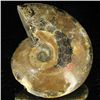 Image 2 : 275ct Opalized Ammonite (MIN-002099)