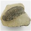 Image 1 : 293gm Preserved Tribolite Fossil On Base Material (MIN-002057)