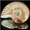 Image 1 : 85ct Opalized Ammonite (MIN-002085)