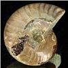 Image 2 : 85ct Opalized Ammonite (MIN-002085)