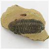Image 1 : 241gm Preserved Tribolite Fossil On Base Material (MIN-002045)