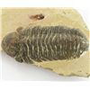 Image 2 : 241gm Preserved Tribolite Fossil On Base Material (MIN-002045)