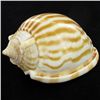 Image 1 : Scarce Collectible Cassis Strigatum Shell (SHL-000071)