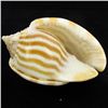 Image 2 : Scarce Collectible Cassis Strigatum Shell (SHL-000071)