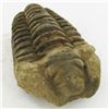 Image 1 : 118gm Tribolite Fossil (MIN-002017)