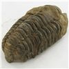 Image 2 : 118gm Tribolite Fossil (MIN-002017)