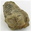 Image 1 : 271gm Tribolite Fossil (MIN-002021)