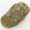 Image 2 : 271gm Tribolite Fossil (MIN-002021)