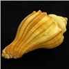 Image 1 : Scarce Collectible Melongena Pugilina Shell (SHL-000103)