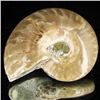 Image 1 : 170ct Opalized Ammonite (MIN-002128)