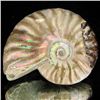 Image 1 : 105ct Opalized Ammonite (MIN-002160)