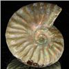 Image 2 : 105ct Opalized Ammonite (MIN-002160)
