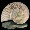 Image 1 : 285ct Opalized Ammonite (MIN-002101)