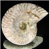 Image 2 : 285ct Opalized Ammonite (MIN-002101)