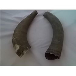 Pair of Vintage Buffalo Horns