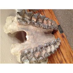 Dinosaur Fossil Titanothere,(BRONTOTHERIUM)  FULL LOWER JAW W/TEETH Ol Igogene, S Dakota.