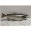Image 1 : MOUNTED FISH
