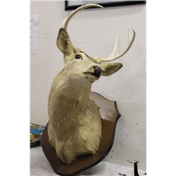 8 POINT DEER HEAD