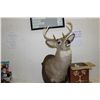 Image 1 : 8 POINT BUCK