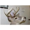 Image 2 : 8 POINT BUCK