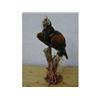 Image 1 : A stuffed bird, Harris Hawk. £200-300