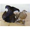 Image 1 : A pair of stuffed birds, Male Grouse and Fema