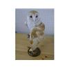 Image 1 : A stuffed bird, Barn Owl. £70-100