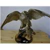 Image 1 : A stuffed bird, Goshawk. £200-300