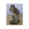 Image 1 : A stuffed bird, Short Eared Owl. £70-100