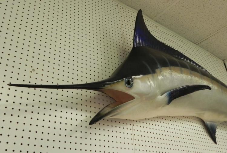 Huge 100 Inch Wall Mounted Blue Marlin Real Fish