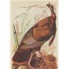 Image 1 : John James Audubon Circa 1946 WILD TURKEY MATTED PRINT