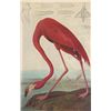 Image 1 : John James Audubon Circa 1946 FLAMINGO MATTED PRINT Th