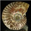 Image 2 : 85ct Opalized Ammonite (MIN-002081)