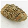 Image 2 : 181gm Tribolite Fossil (MIN-002020)